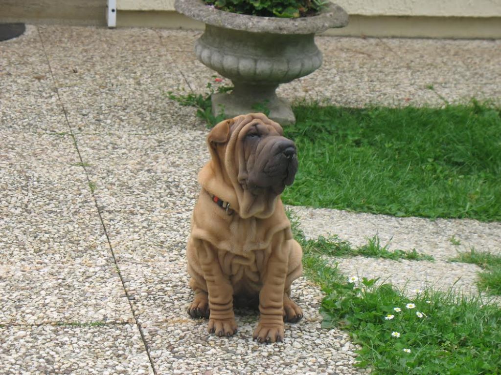 de l'ère du scorpion - Shar Pei - Portée née le 14/03/2017